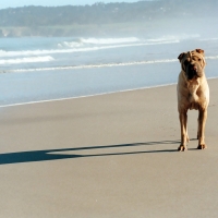 Portia, Carmel Beach California